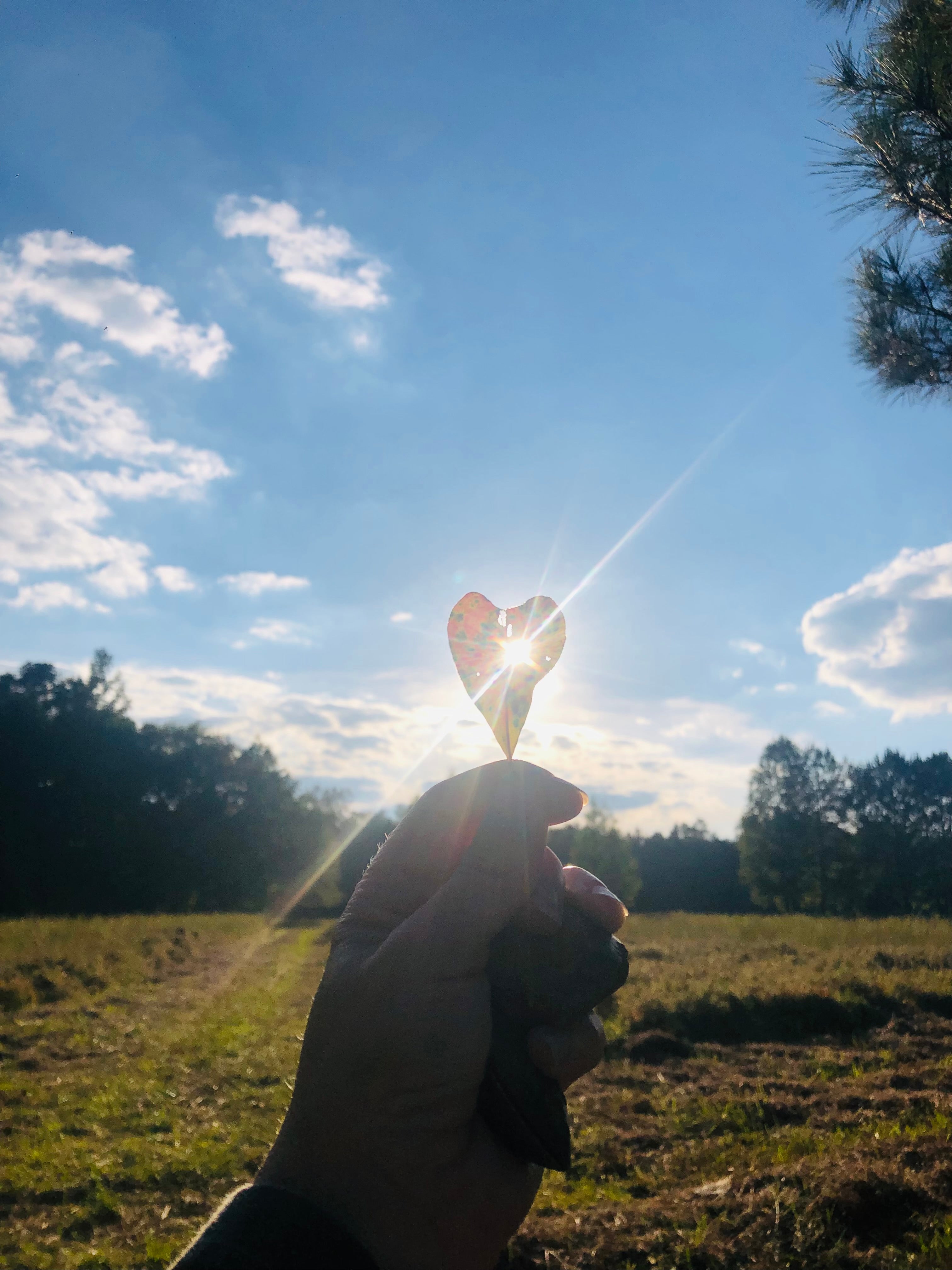 Heart leaf with the suns glow